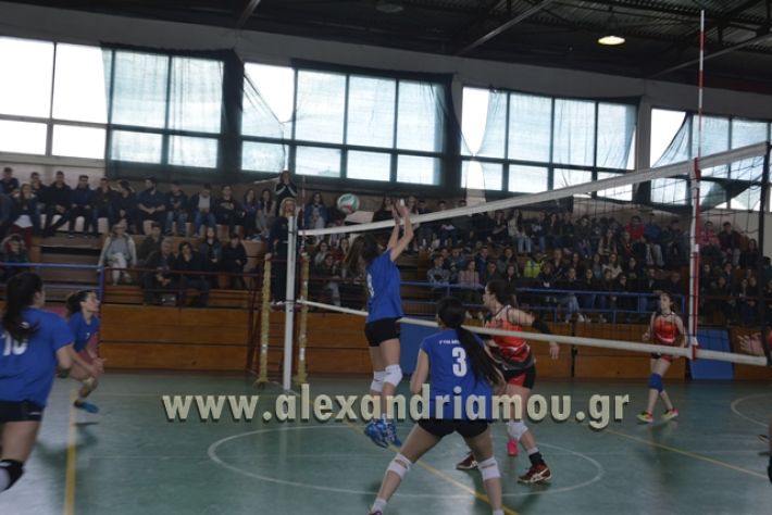 volley _1ogel-kassandra145